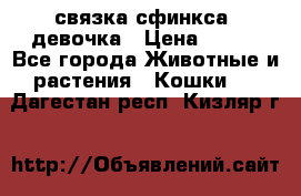 связка сфинкса. девочка › Цена ­ 500 - Все города Животные и растения » Кошки   . Дагестан респ.,Кизляр г.